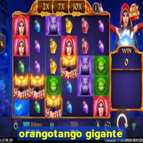 orangotango gigante